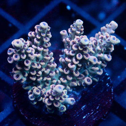 JC Pink Whisper Acro