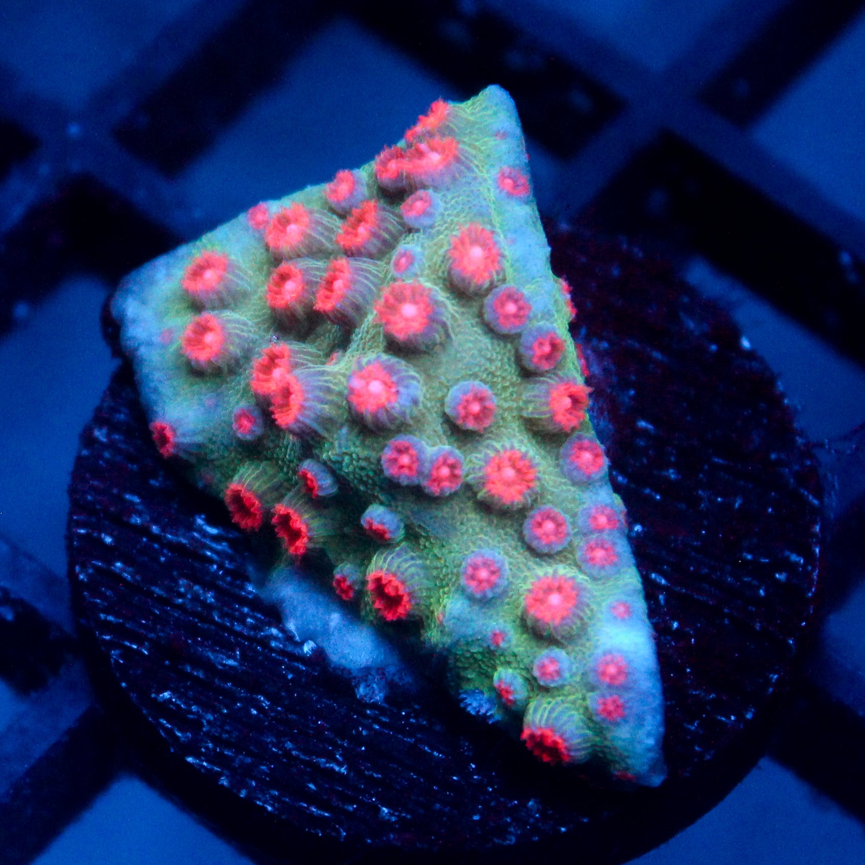 JC Evil Swarm Cyphastrea