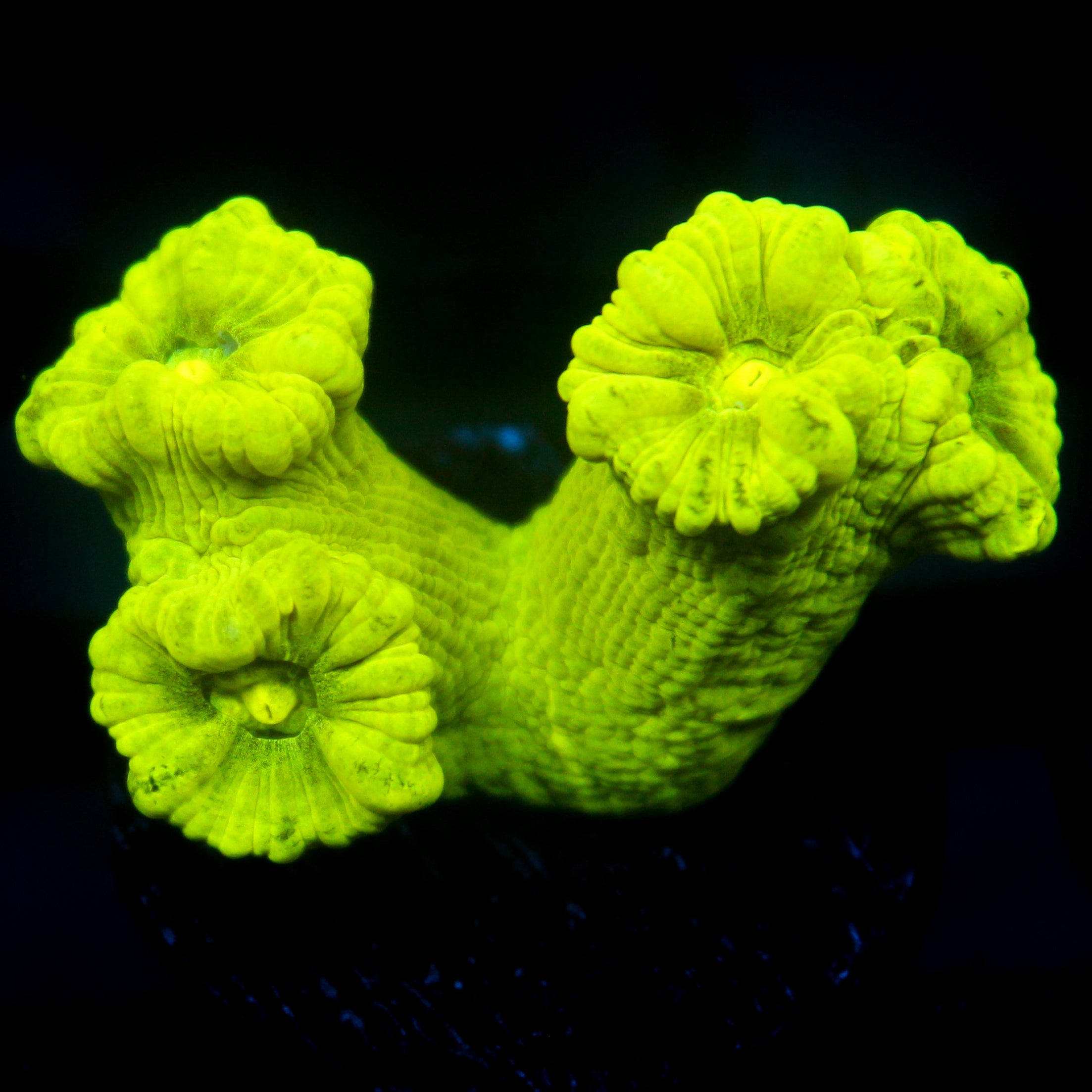JC Neon Green Trumpet Coral