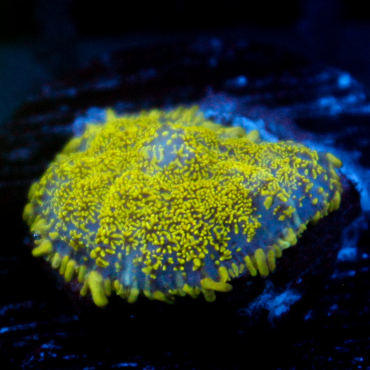 JC Glowstone Rhodactis