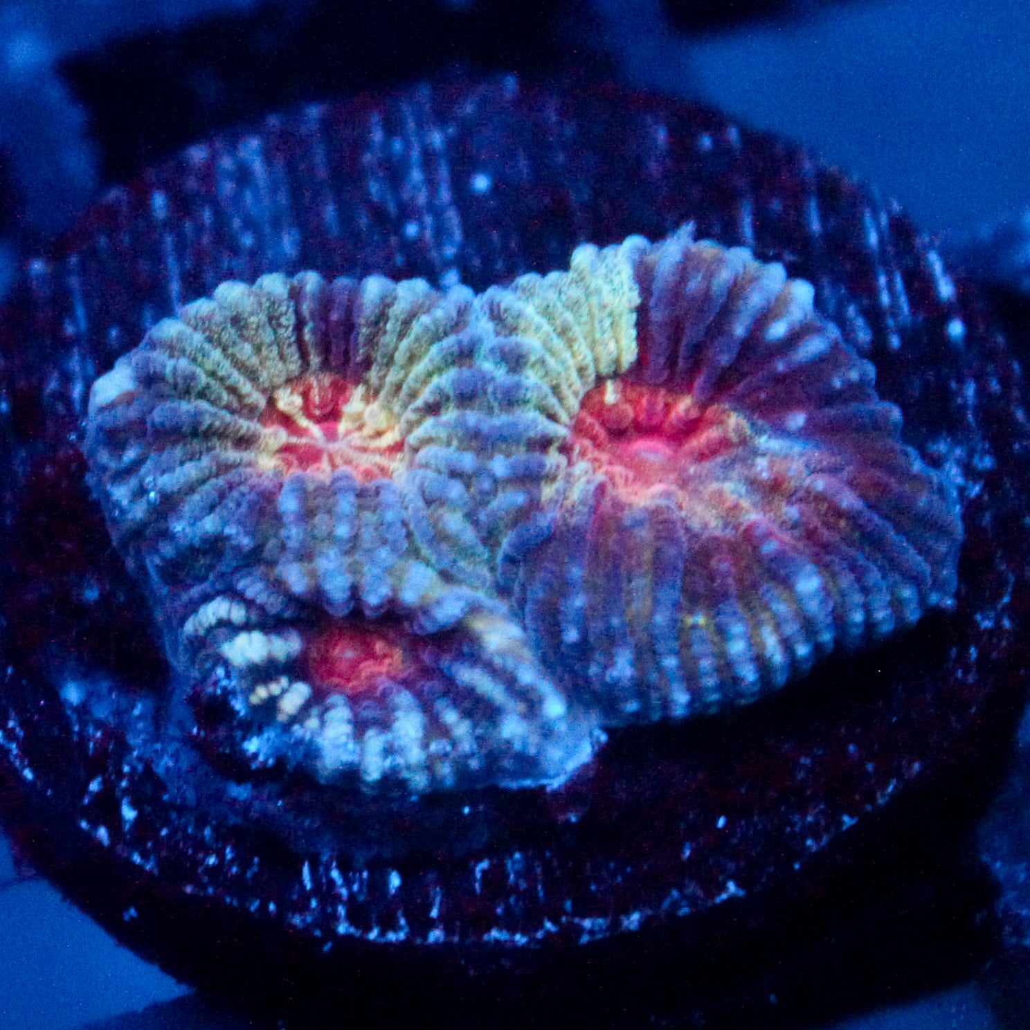 JC War Torn Favia