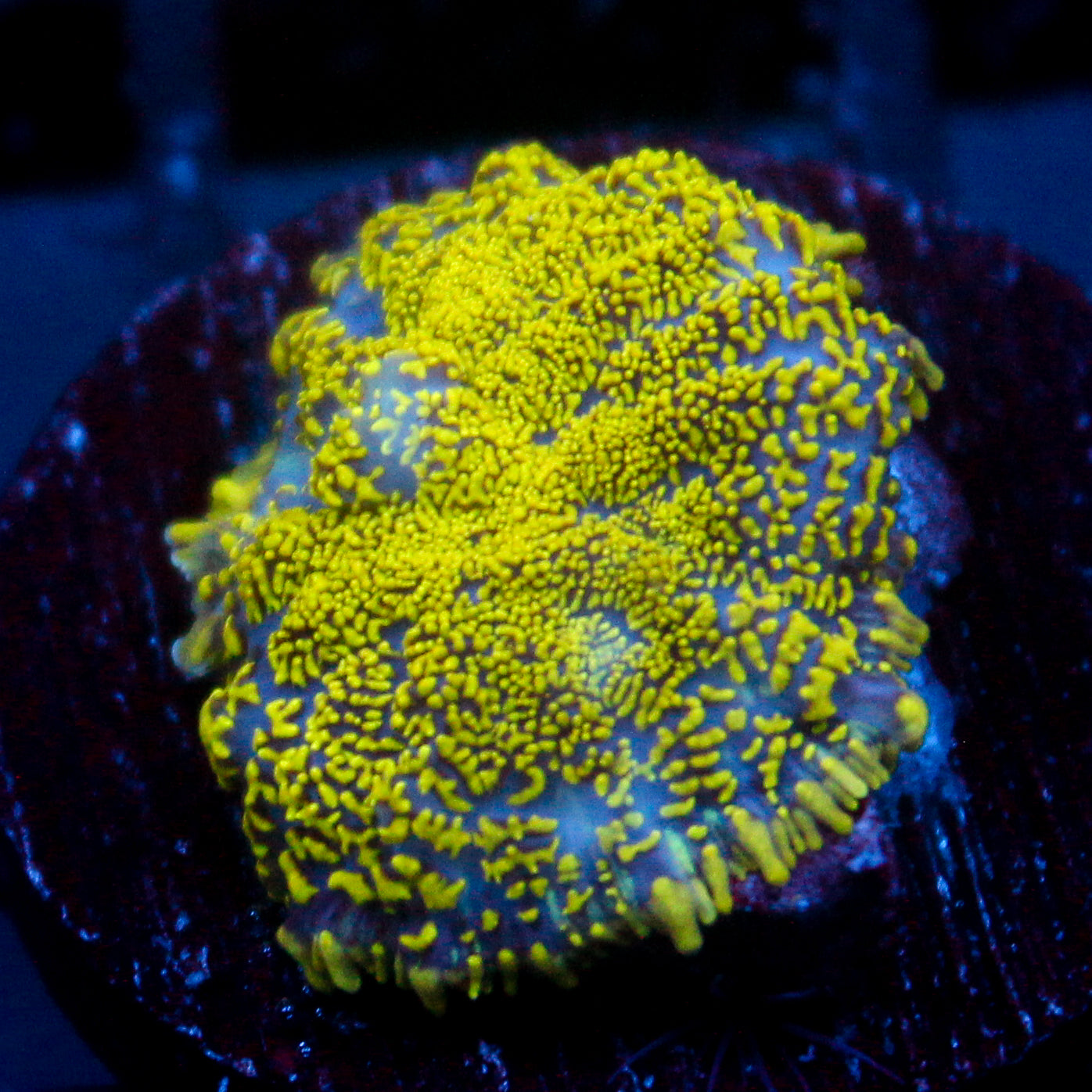 JC Glowstone Rhodactis