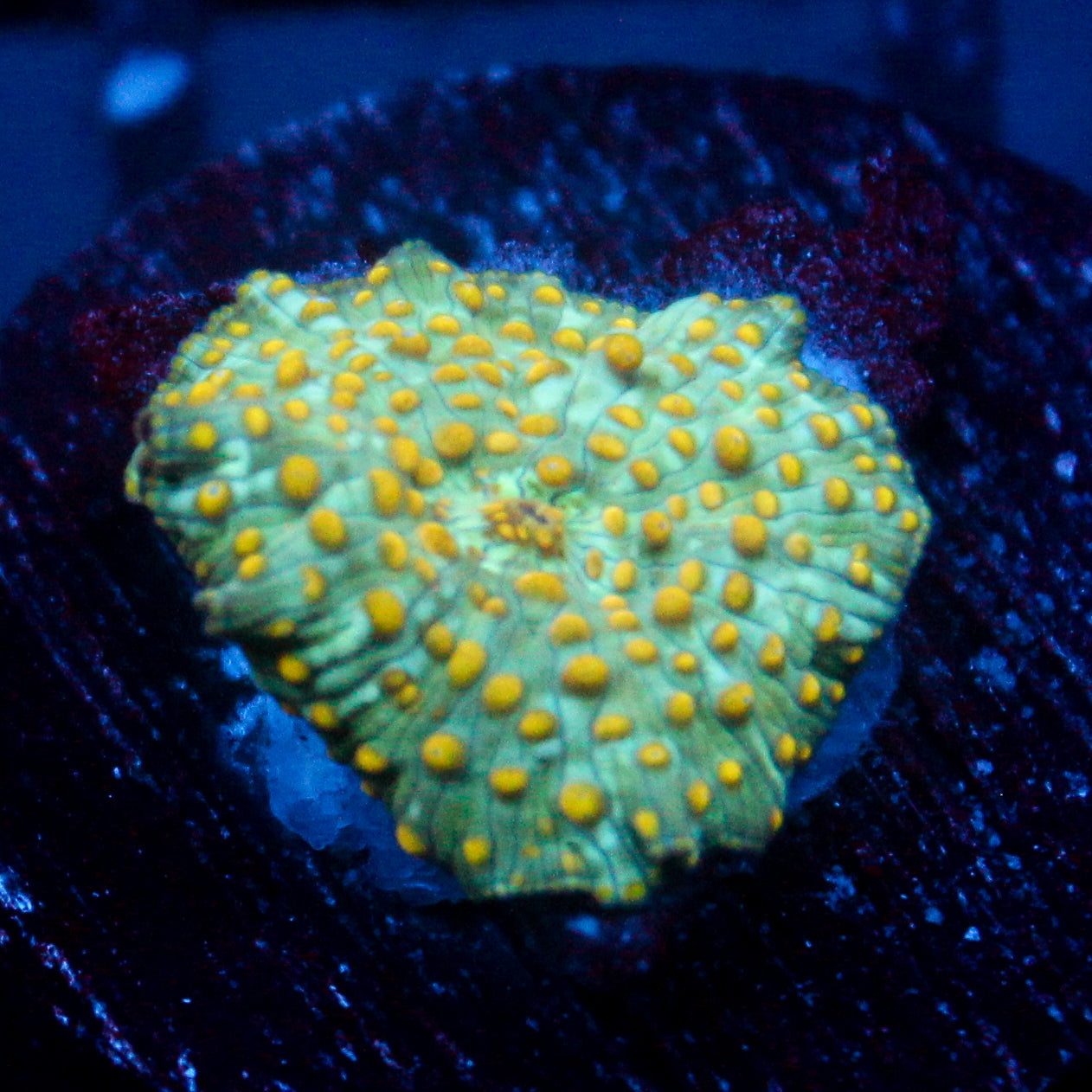 JC Firefly Discosoma