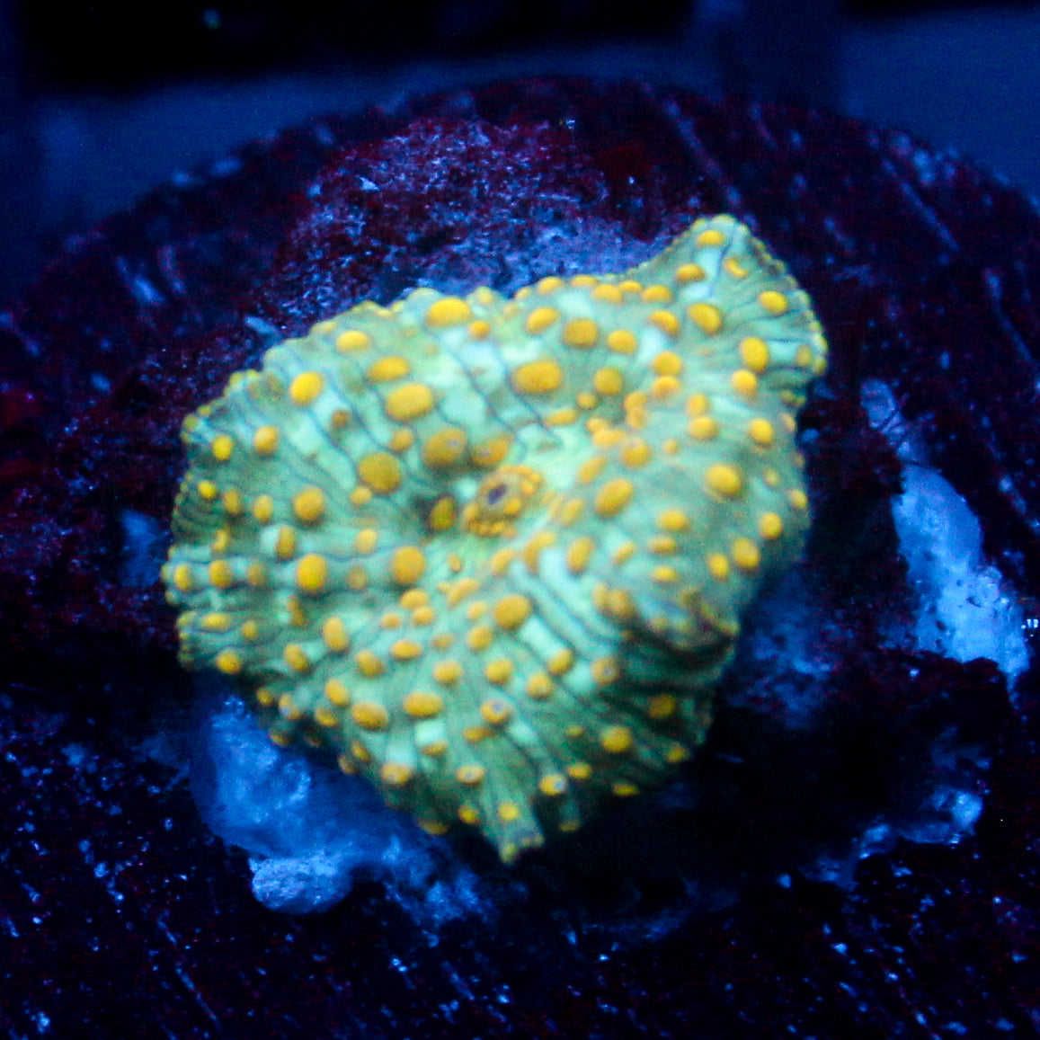 JC Firefly Discosoma