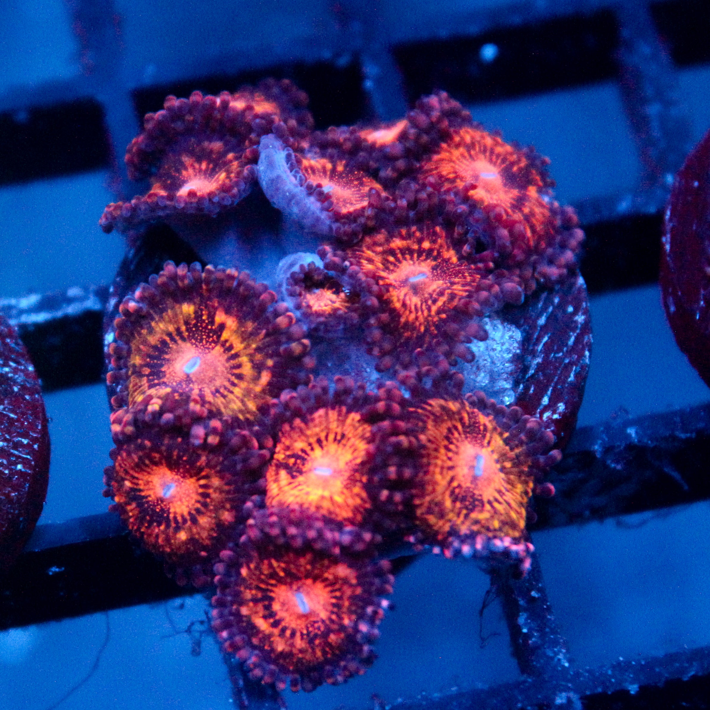 JC Speckled Kraze Zoanthid