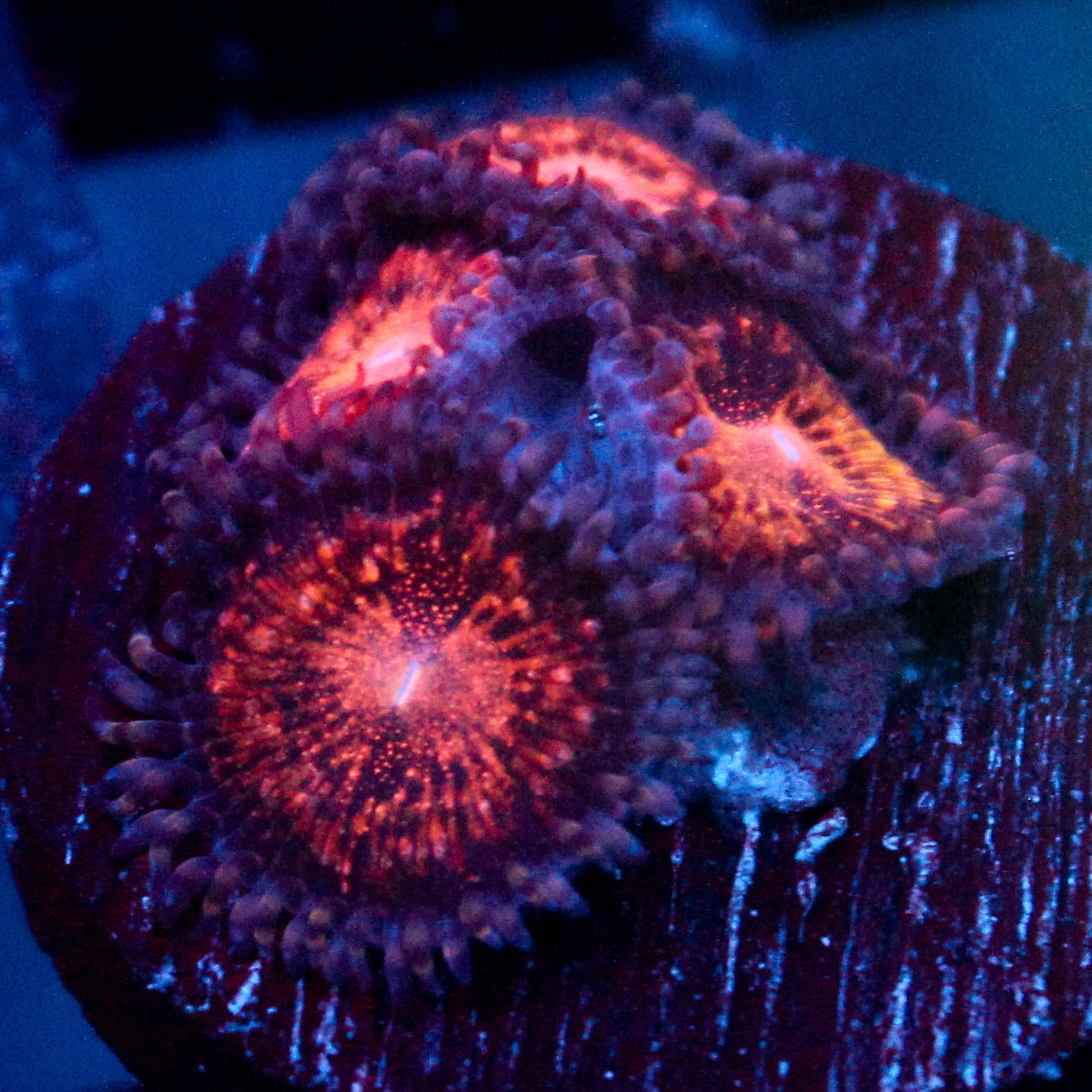 JC Speckled Kraze Zoanthid