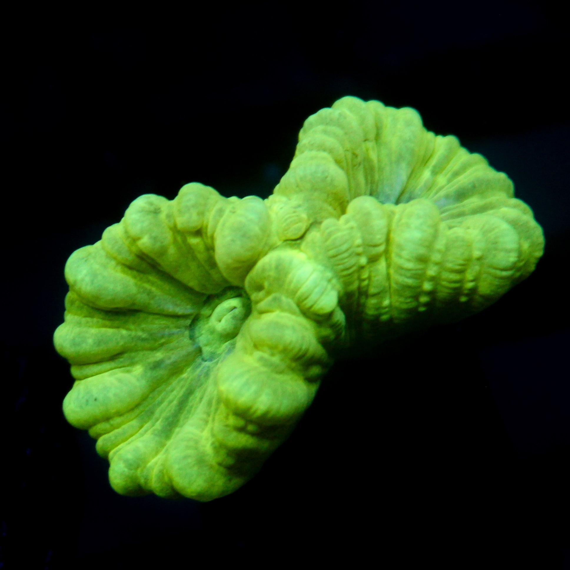 JC Neon Trumpet Coral
