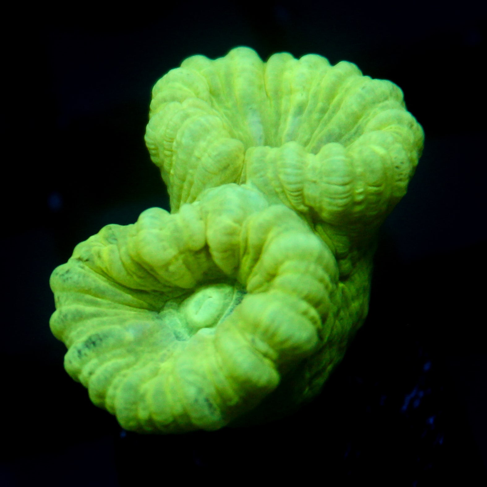 JC Neon Trumpet Coral