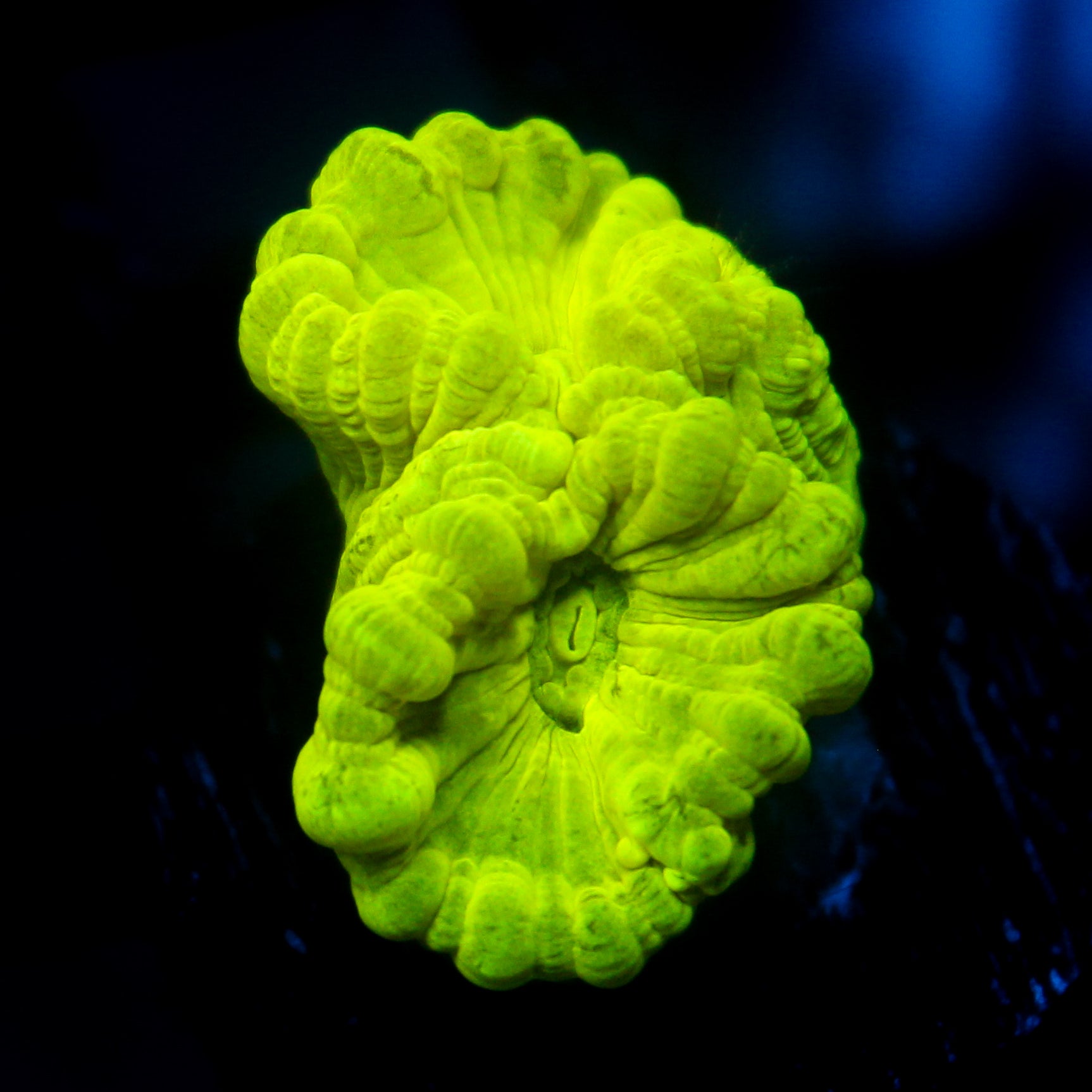 JC Neon Green Trumpet Coral