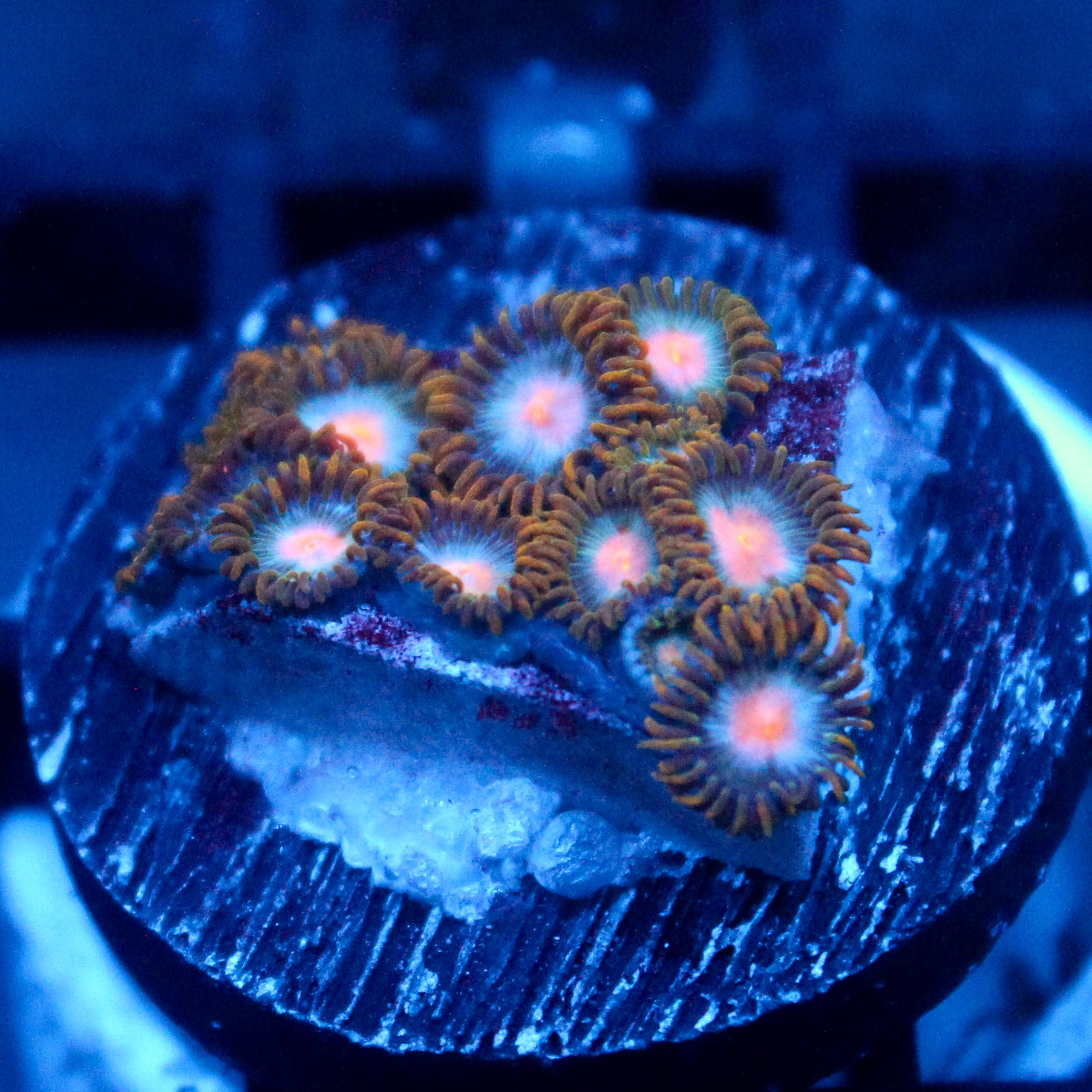 JC Gold Burst Zoanthid