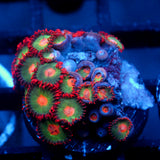 JC Gatorade Zoanthids
