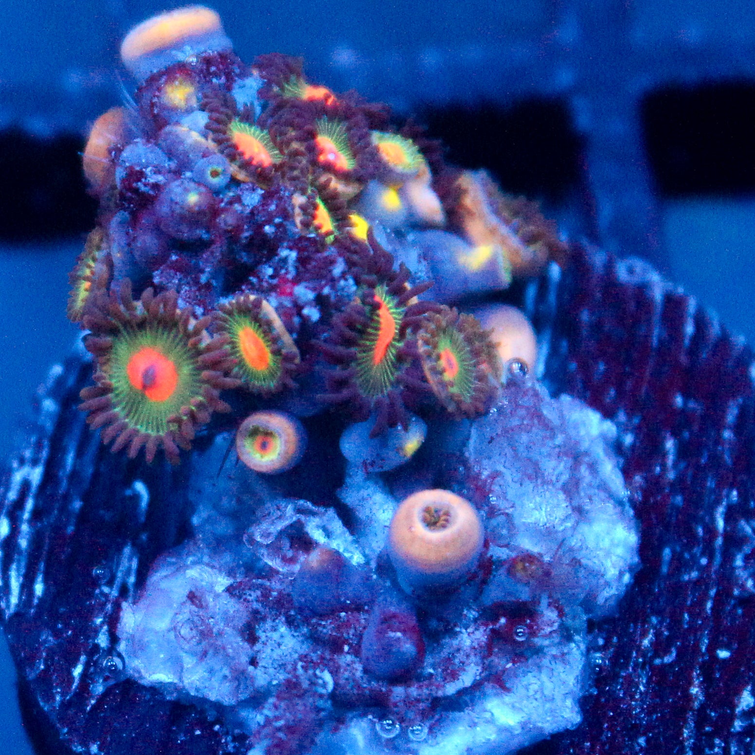 JC Alien Blood Zoanthid