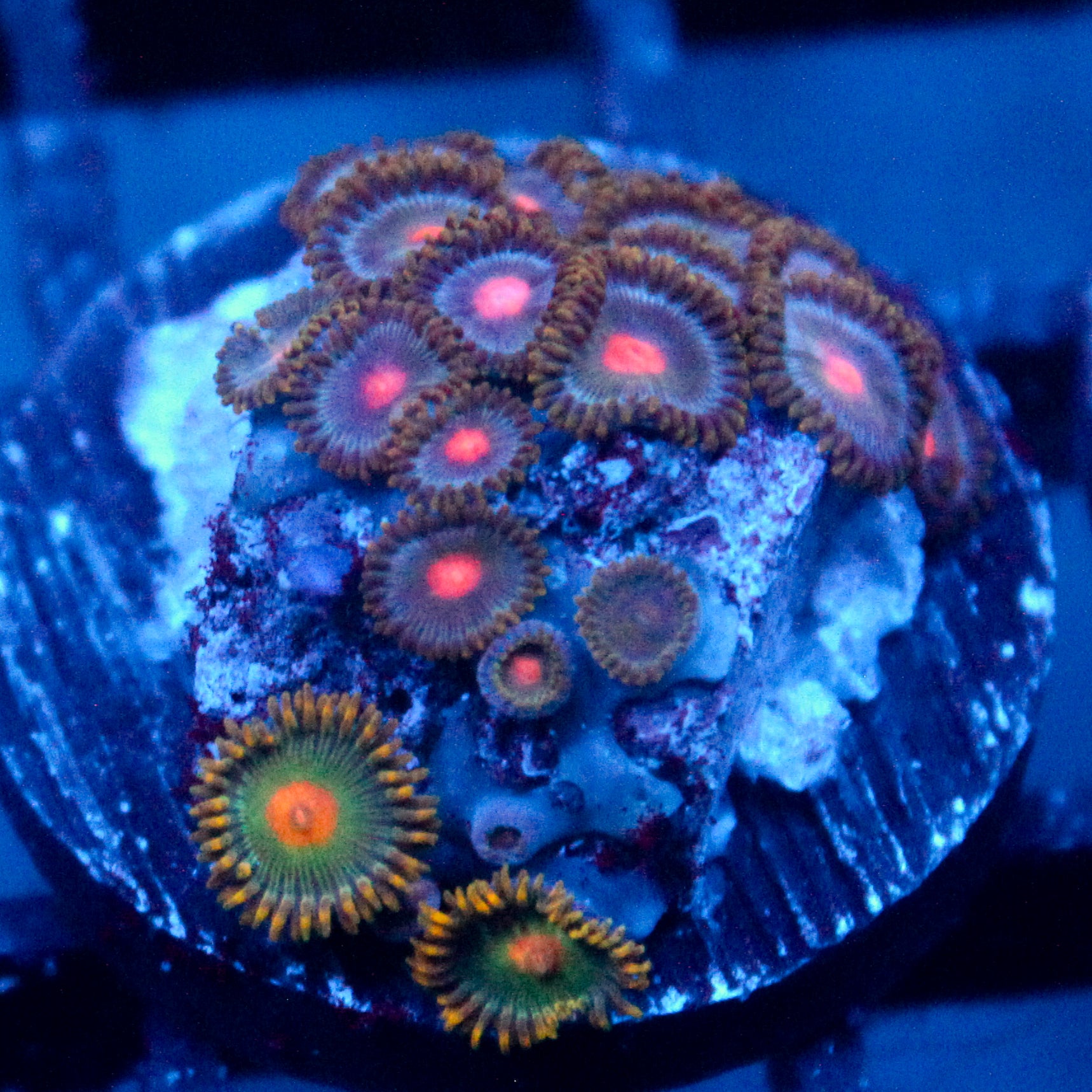 JC Zoa Garden Seed