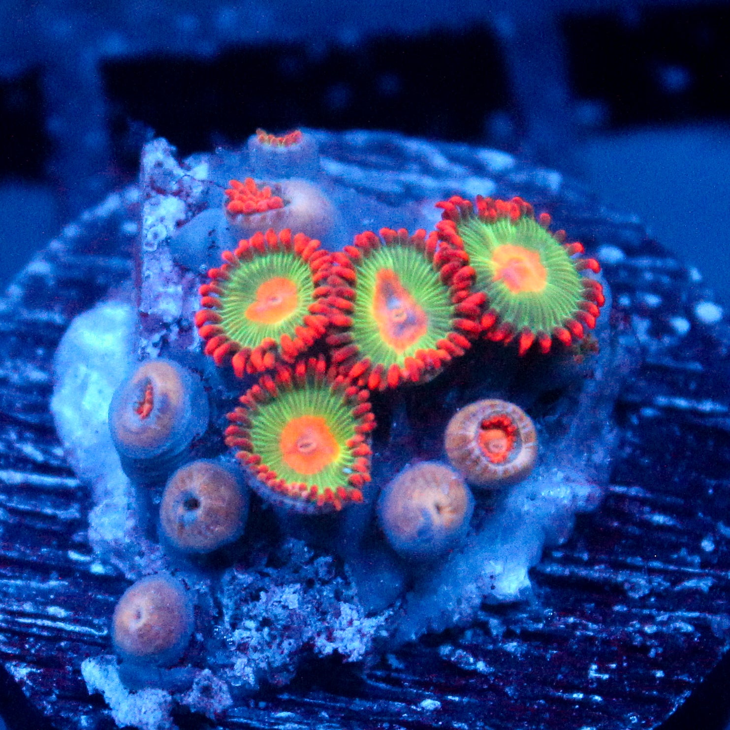 JC Gatorade Zoanthids