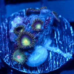 JC Aura Zoanthid