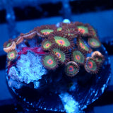 JC Alien Blood Zoanthid