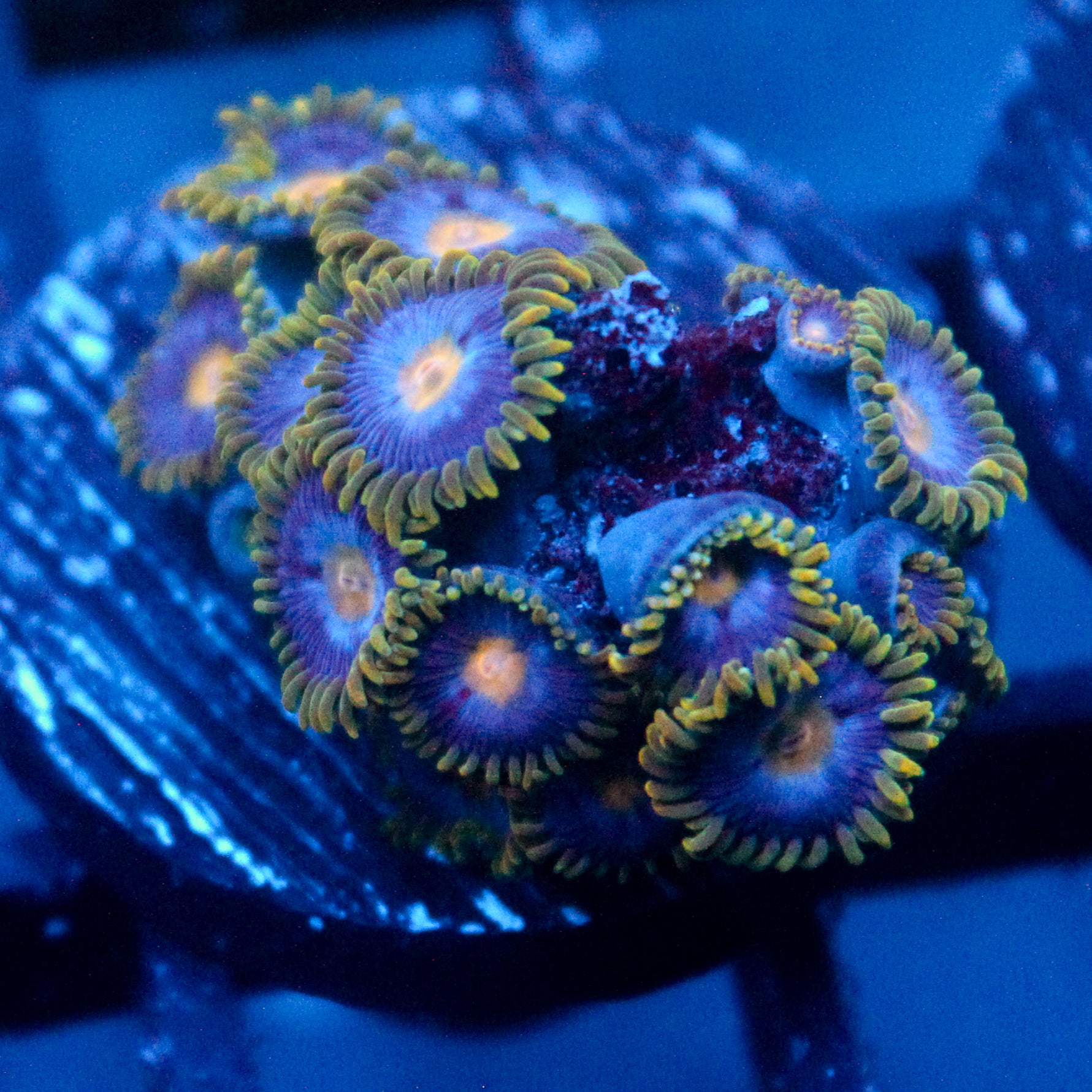 JC Gold Burst Zoanthid