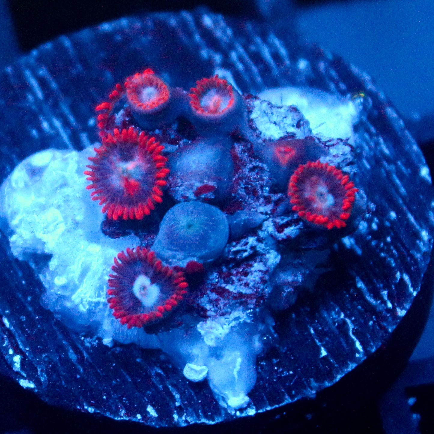 JC Edge of Reality Zoanthid
