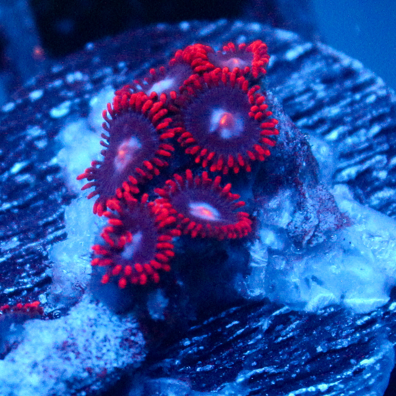 JC Edge of Reality Zoanthid