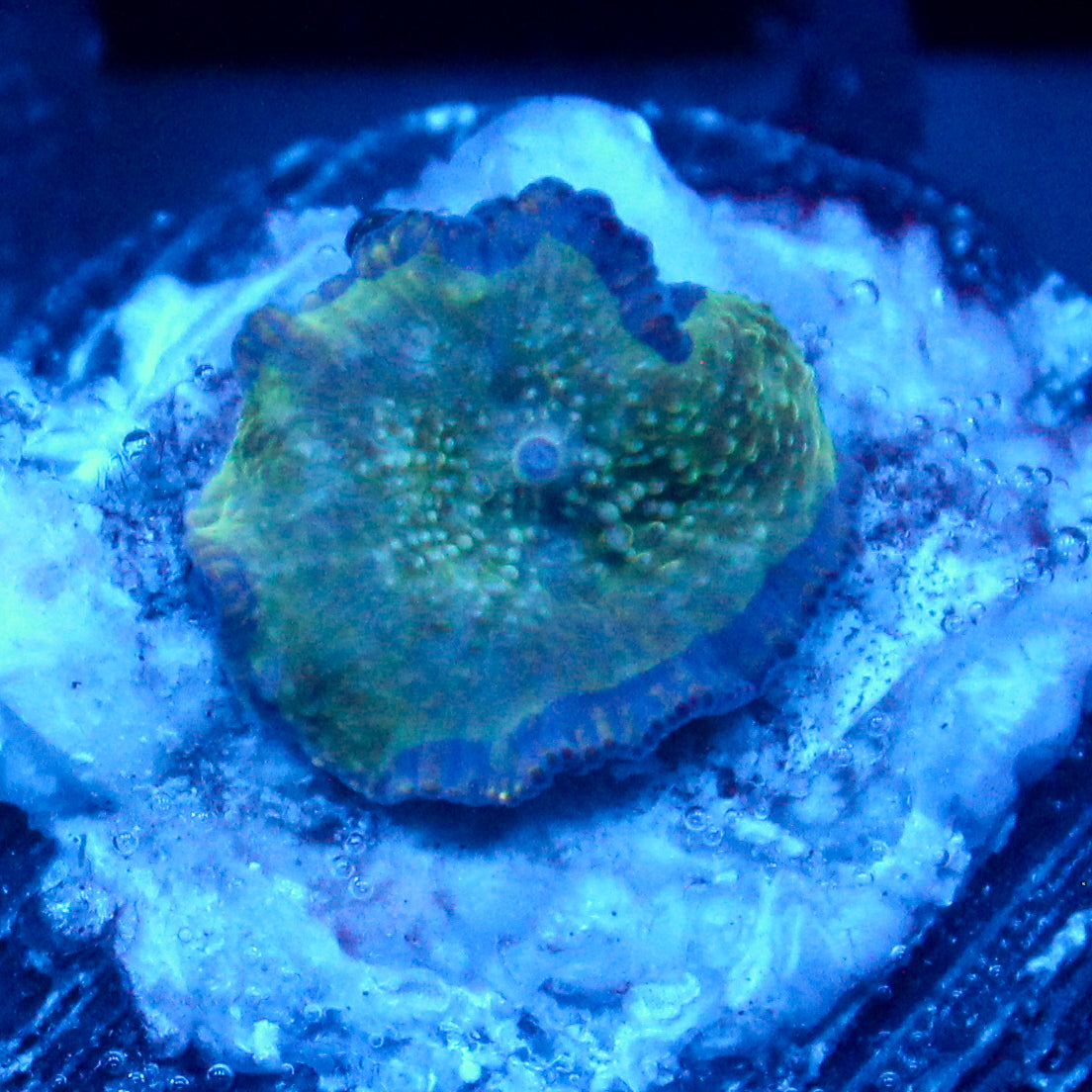 JC Dancing Discosoma