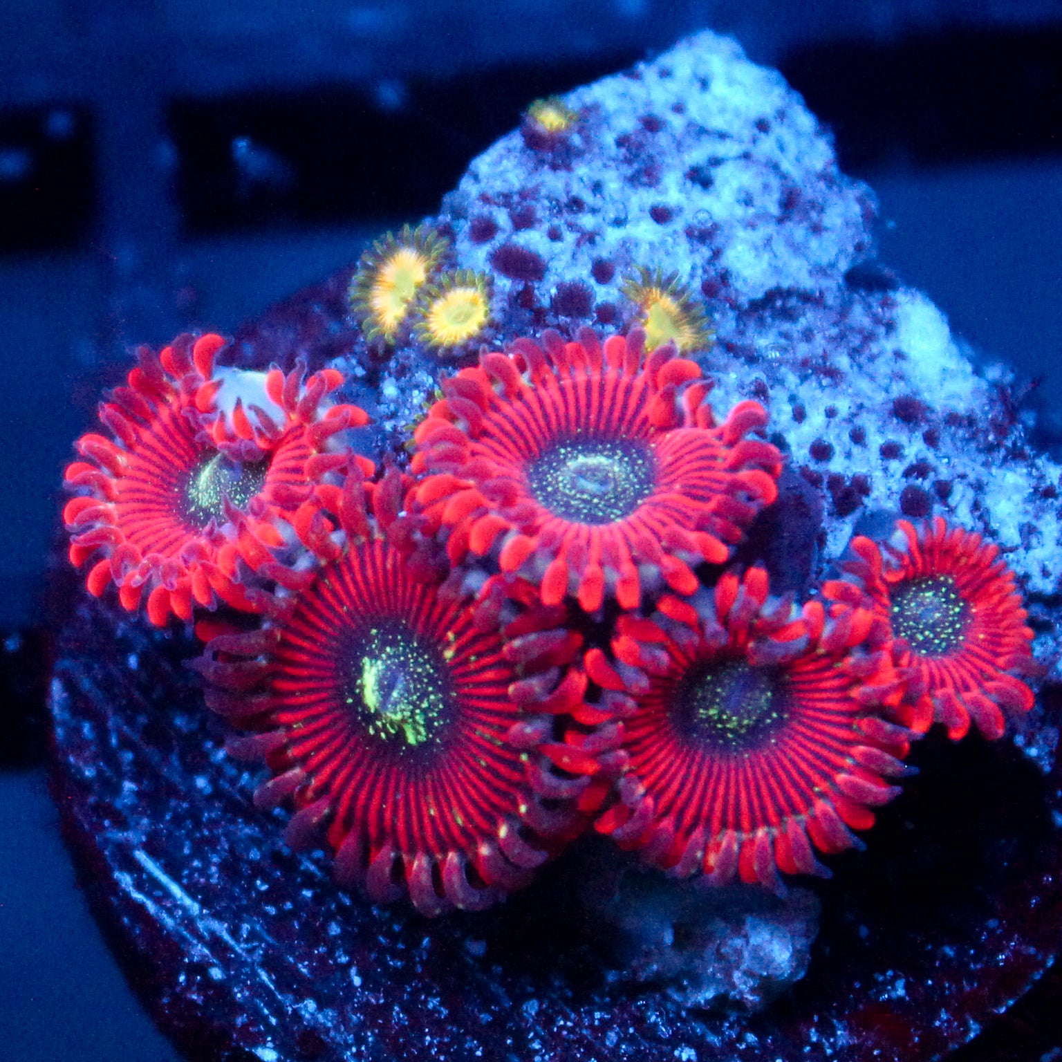 JC Magician's Zoanthid