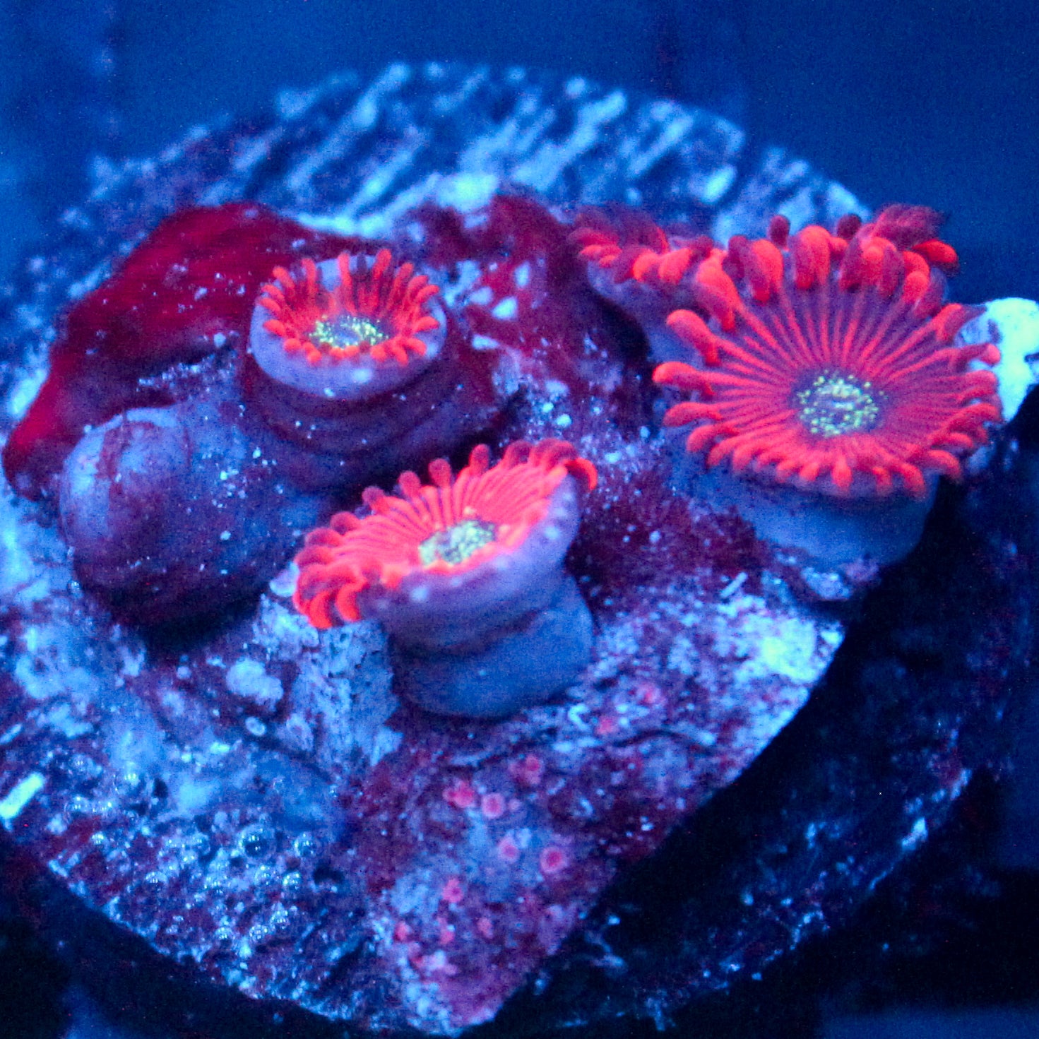 JC Magician's Zoanthid