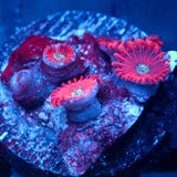 JC Magician's Zoanthid