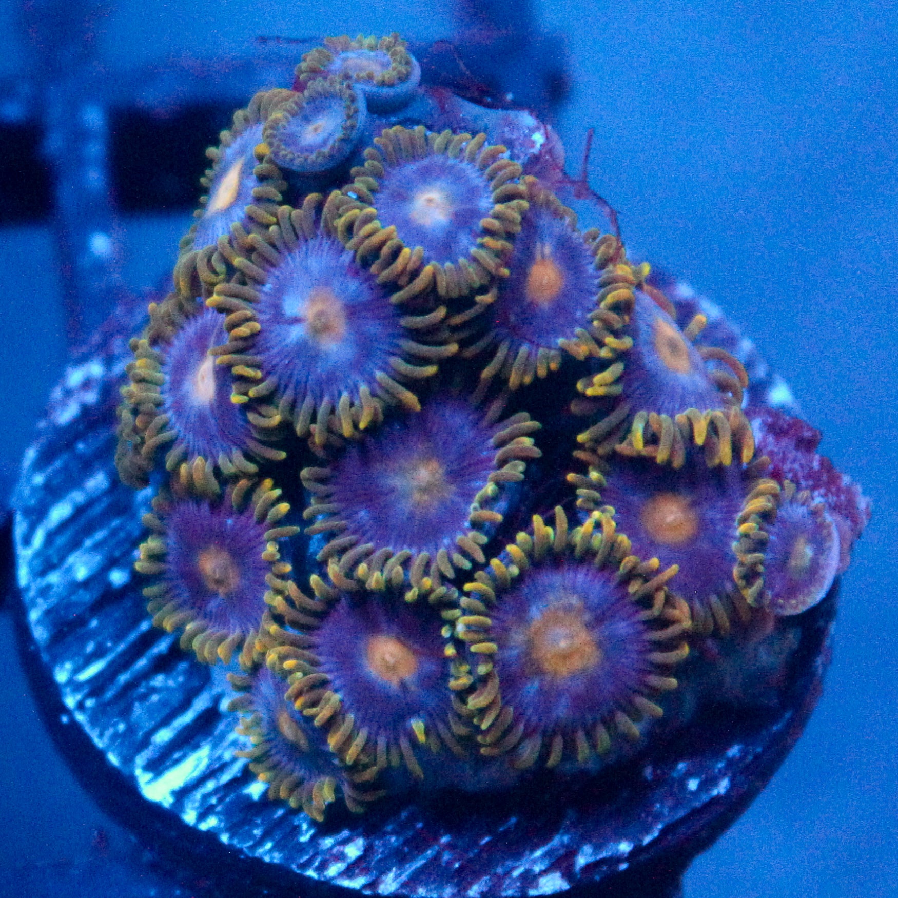 JC Gold Burn Zoanthid