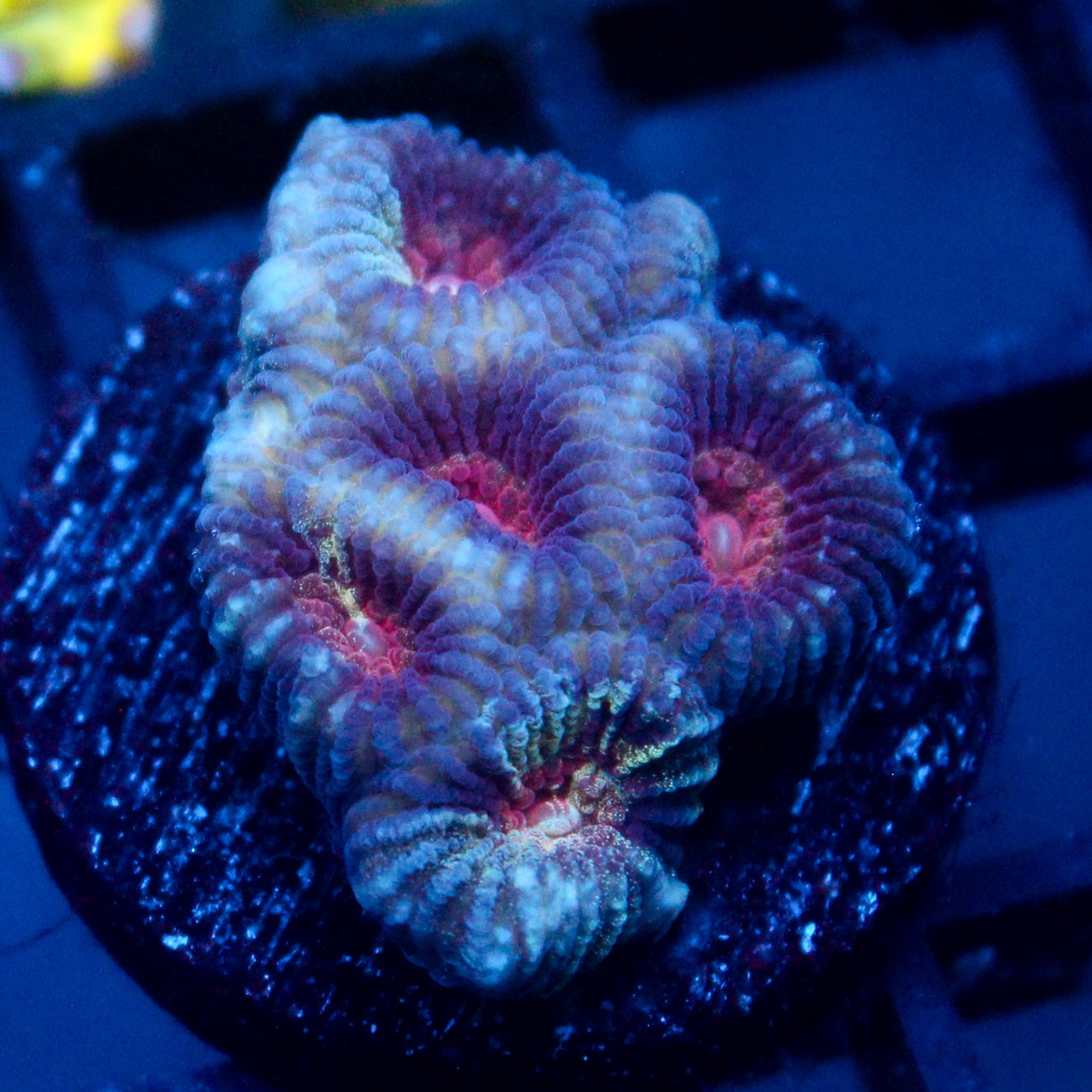 JC War Torn Favia