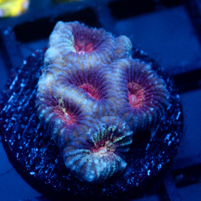 JC War Torn Favia