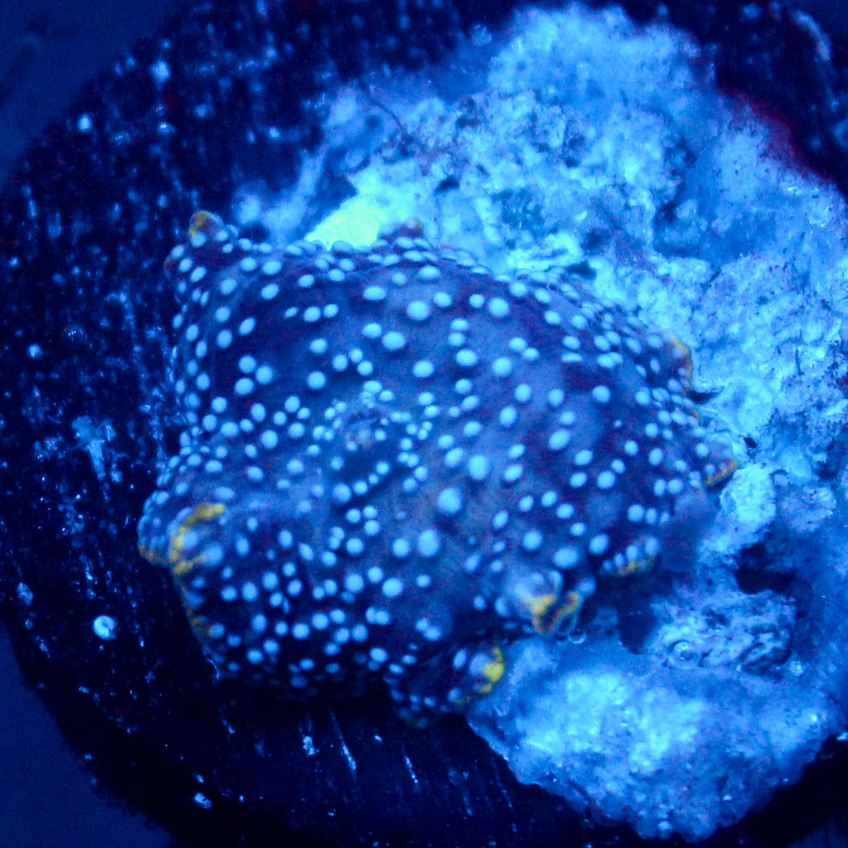 JC Blue dots Discosoma