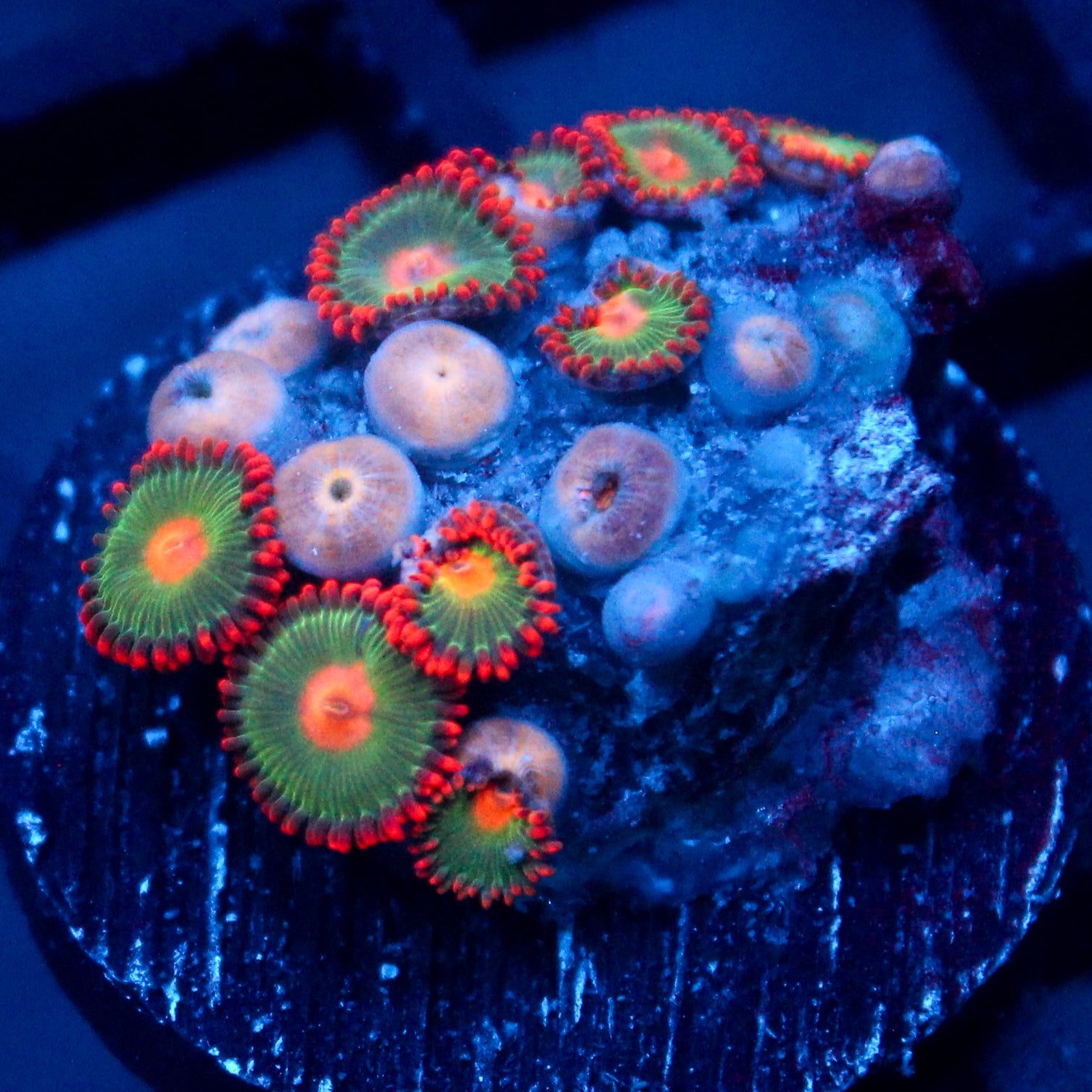 JC Gatorade Zoanthids