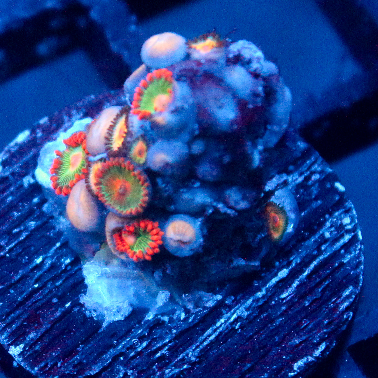 JC Gatorade Zoanthids Mix