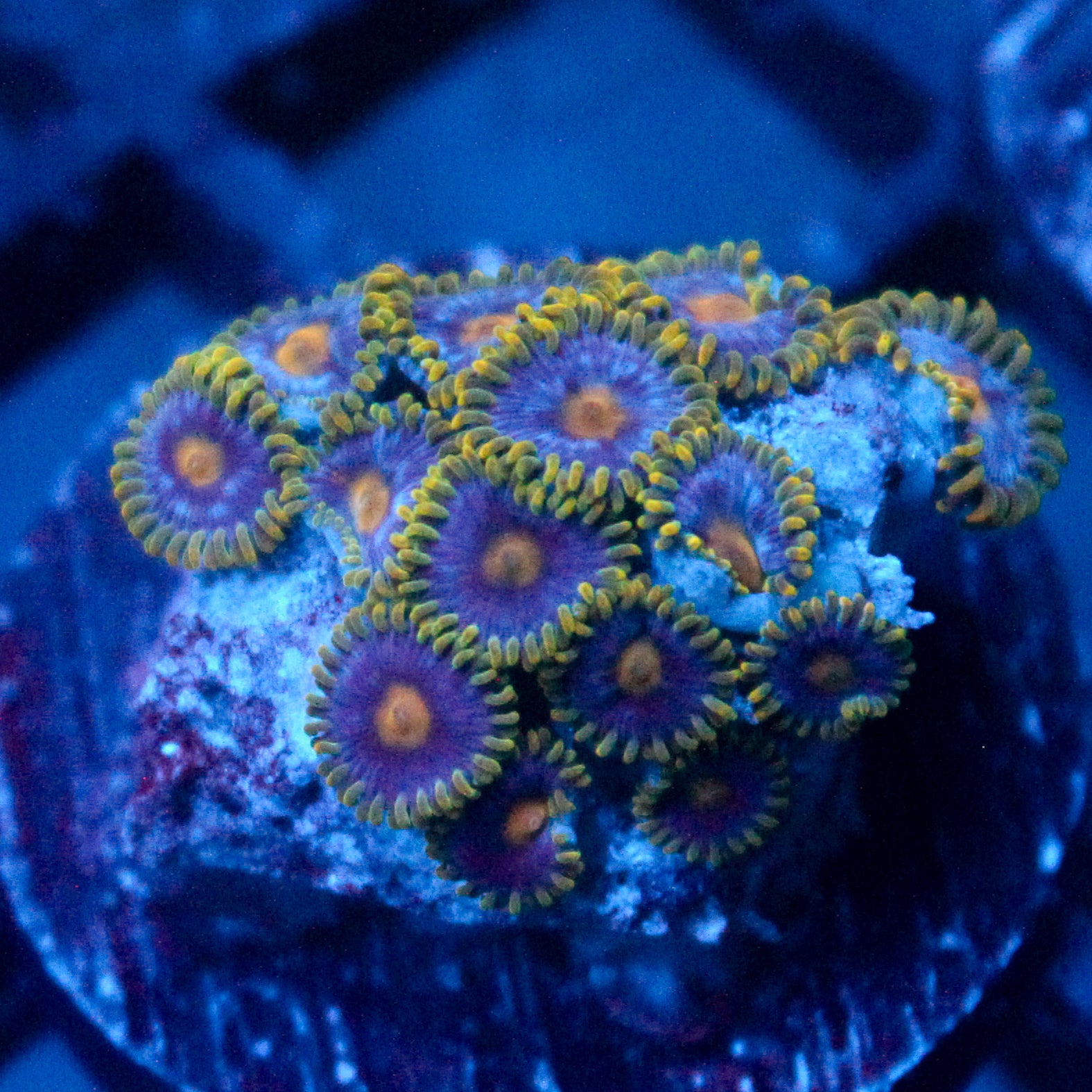 JC Gold Burn Zoanthid