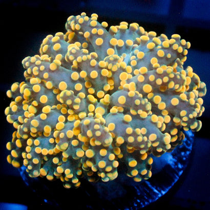 JC Yellow Tip Octo