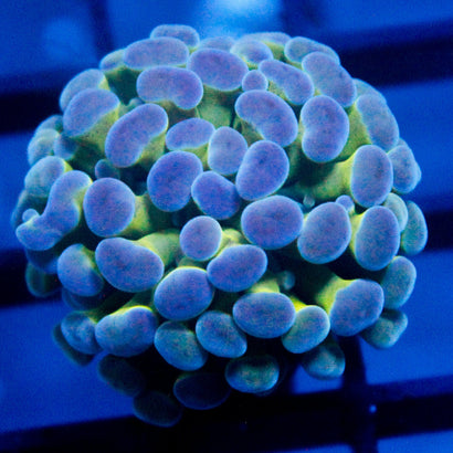 JC Blue Bubbles Hammer