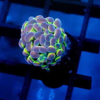 JC Ultra Hologram Hammer