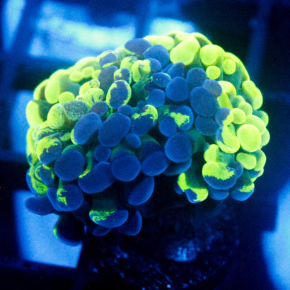 JC Ultra Splatter Hammer