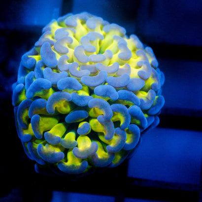 JC Bright One Hammer