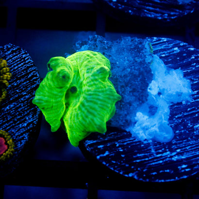 JC Watermelon Rind Mushroom