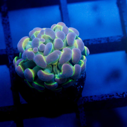 JC V1 hologram hammer