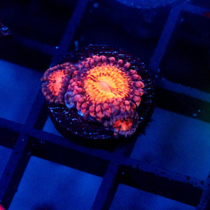 JC Speckled Kraze Zoanthid