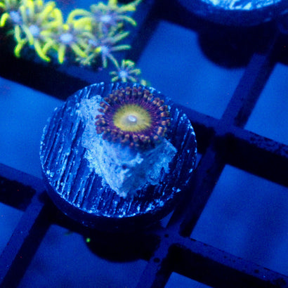 JC Hypnotoad Zoanthid