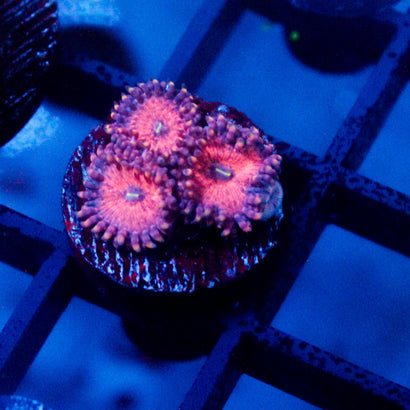JC Amber Bliss Zoanthid
