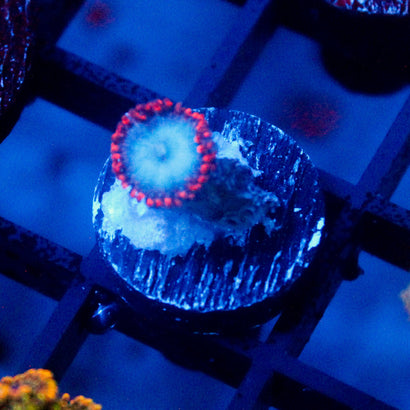JC Molten Sulfer Zoanthid