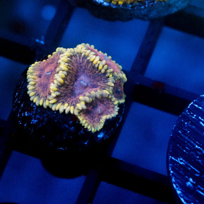 JC Pink Lemonade Zoanthid