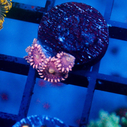 JC Purple Star Zoanthid