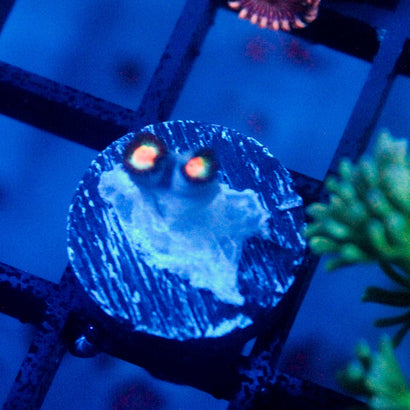 JC Alien Blood Zoanthid