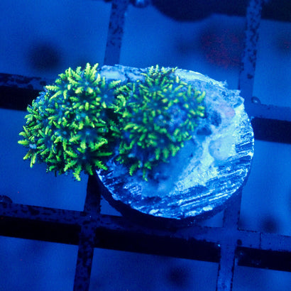 JC Sympodium Coral