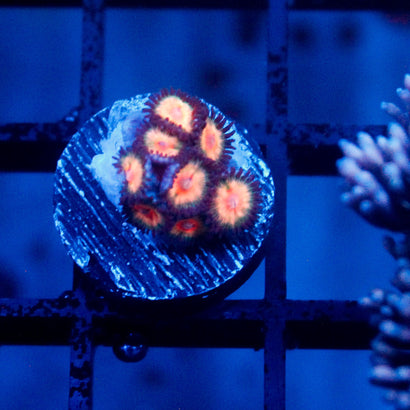 JC Peach Bellini Zoanthid